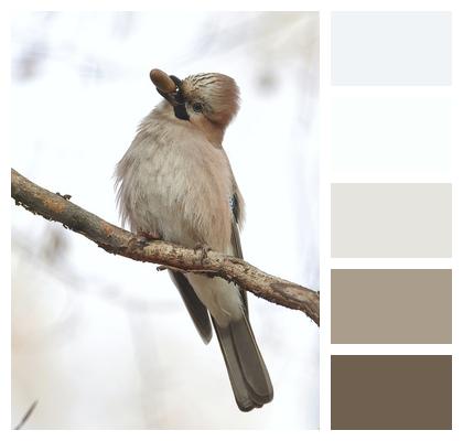 Acorn Eurasian Jay Jay Image